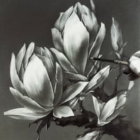 Image 4 of MAGNOLIA GRANDIFLORA