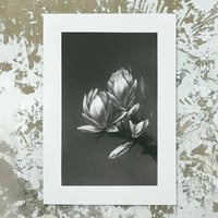 Image 1 of MAGNOLIA GRANDIFLORA