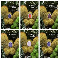 Image 2 of Armadillidium Isopod Stickers pack