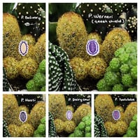 Image 2 of Porcellio Isopod Stickers pack