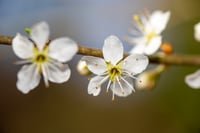 Image 1 of Petite Pollok