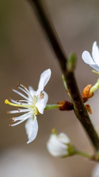 Image 2 of Petite Pollok