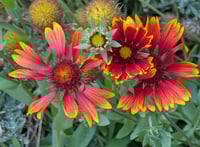 Image 1 of Blanket Flower  (Gaillardia aristata)