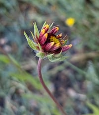 Image 5 of Blanket Flower  (Gaillardia aristata)