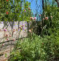 Image 1 of Sea Thrift  (Armeria maritima)