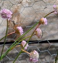 Image 2 of Sea Thrift  (Armeria maritima)