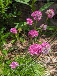 Image 4 of Sea Thrift  (Armeria maritima)
