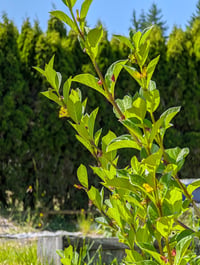 Image 4 of Twinberry Honeysuckle  (Lonicera involucrata)