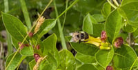 Image 5 of Twinberry Honeysuckle  (Lonicera involucrata)