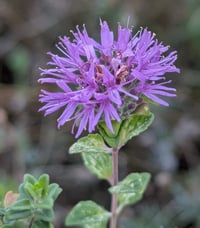 Image 1 of Coyote Mint  (Monardella villosa)