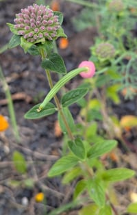 Image 5 of Coyote Mint  (Monardella villosa)
