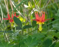Image 1 of Western Columbine  (Aquilegia formosa)