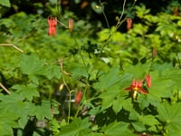 Image 3 of Western Columbine  (Aquilegia formosa)