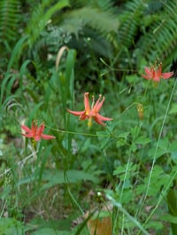 Image 5 of Western Columbine  (Aquilegia formosa)