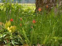 Image 4 of Western Columbine  (Aquilegia formosa)