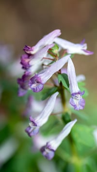 Corydalis Solida