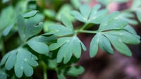Corydalis Leaves