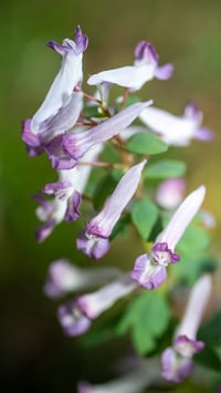 Corydalis Two