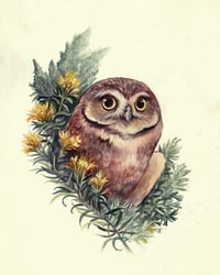 Sagebrush Sentinel - Burrowing Owl