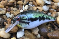 Image 1 of Custom Airbrushed LC 1.5 Squarebill Crankbait 8511
