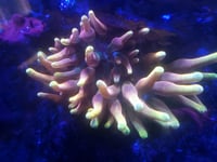 Colorado Sunburst Anemone CSB