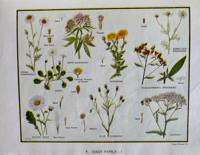 Image 2 of My Book of Wild Flowers 1944