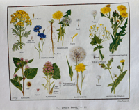 Image 3 of My Book of Wild Flowers 1944