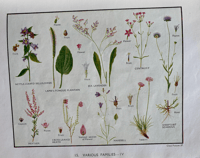 Image 4 of My Book of Wild Flowers 1944