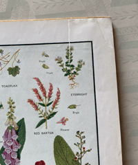 Image 2 of My Book of Wild Flowers 1961