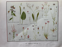 Image 3 of My Book of Wild Flowers 1961