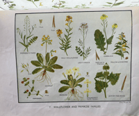 Image 4 of My Book of Wild Flowers 1961