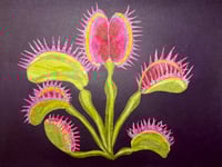 Image 5 of Botanical Gelliprinting & Collage  in the style of Mary Delany on 01/05/26 at Clevedon Craft Centre 