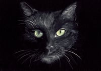 Image 1 of Black cat