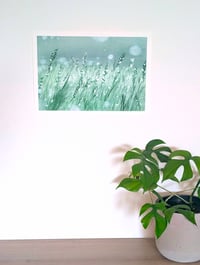 Image 3 of Misty Bloom