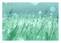Image 1 of Misty Bloom