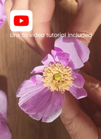 Image 4 of Paper Flower Craft Kit - Open Ranunculus