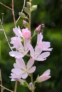Image 1 of Meadow Checkermallow  (Sidalcea campestris)