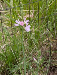 Image 3 of Meadow Checkermallow  (Sidalcea campestris)