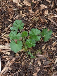Image 4 of Meadow Checkermallow  (Sidalcea campestris)