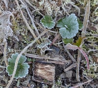 Image 5 of Meadow Checkermallow  (Sidalcea campestris)
