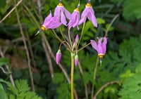 Image 1 of Dark Throat Shooting Star  (Dodecatheon pulchellum)