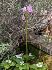 Image 3 of Dark Throat Shooting Star  (Dodecatheon pulchellum)