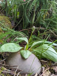 Image 5 of Dark Throat Shooting Star  (Dodecatheon pulchellum)