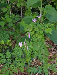 Image 2 of Dark Throat Shooting Star  (Dodecatheon pulchellum)