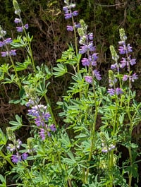 Image 3 of Riverbank Lupine  (Lupinus rivularis)