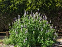Image 4 of Riverbank Lupine  (Lupinus rivularis)