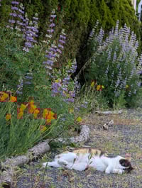 Image 5 of Riverbank Lupine  (Lupinus rivularis)