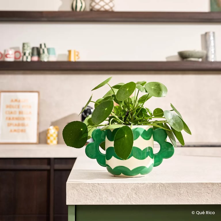 POT JACINTA - WAVY RUMBA - QUÉ RICO Image 2