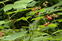 Image 1 of Thimbleberry  (Rubus parviflorus)
