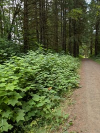 Image 2 of Thimbleberry  (Rubus parviflorus)